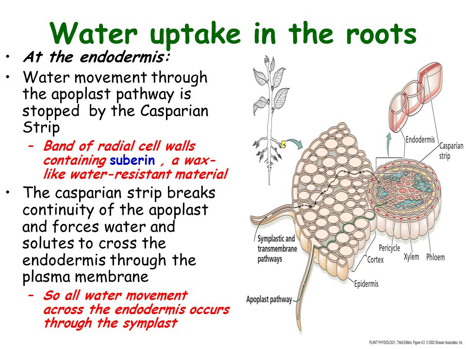 Absorption of Water in Plants (With Diagram)